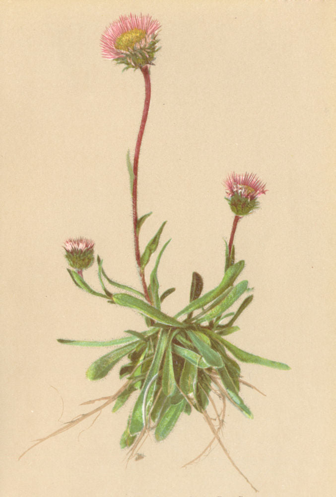ALPENFLORA ALPINE FLOWERS. Erigeron alpinus L-Alpen-Berufkraut 1897 old print